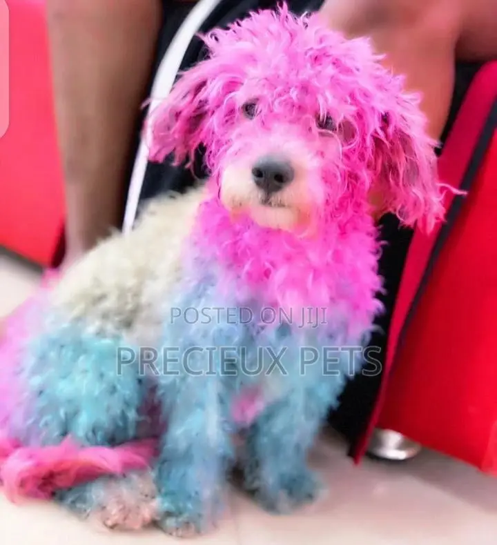 Grooming Appointment For Toy Dogs