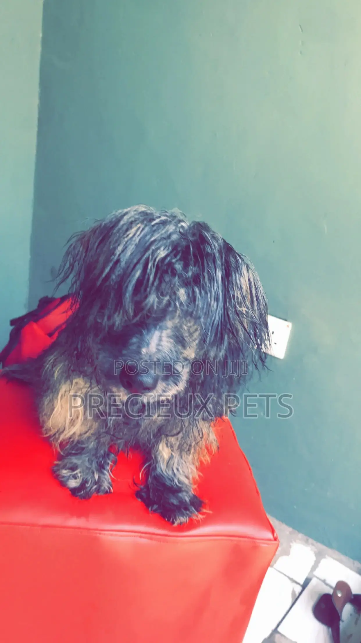 Grooming Appointment For Toy Dogs
