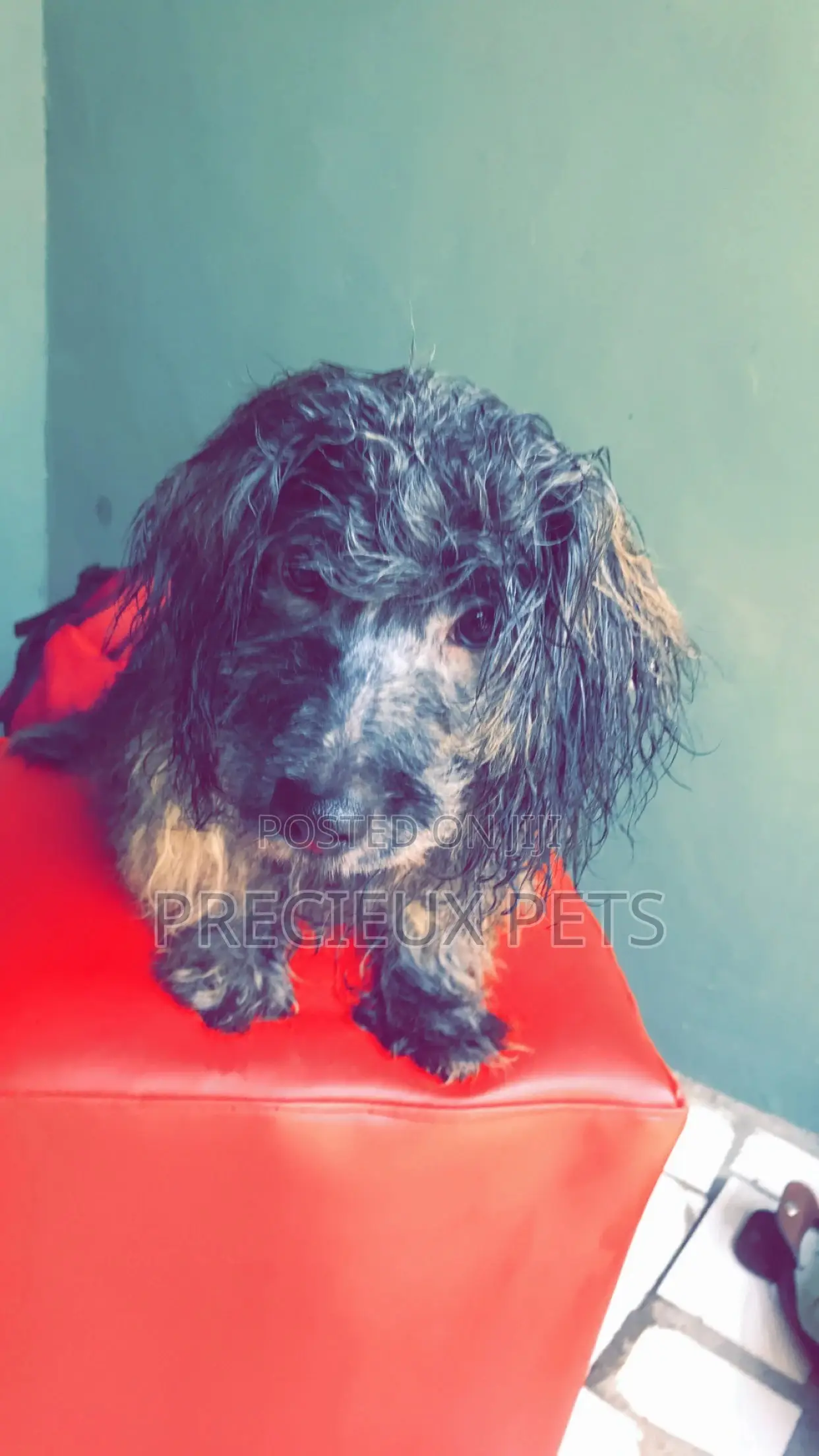 Grooming Appointment For Toy Dogs