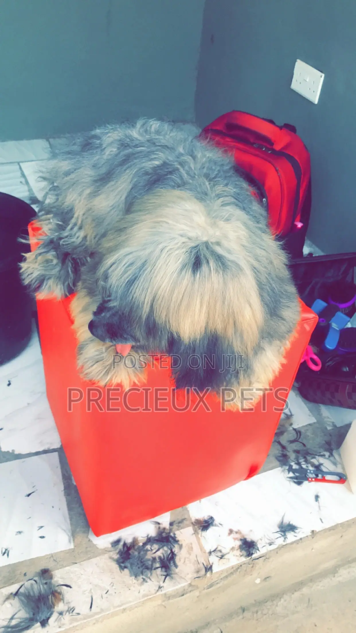 Grooming Appointment For Toy Dogs