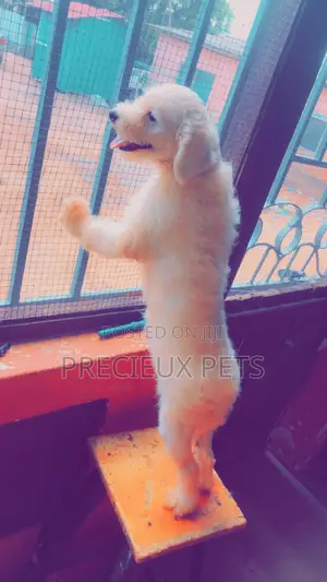 Miniature White Male Poodle for Crossing
