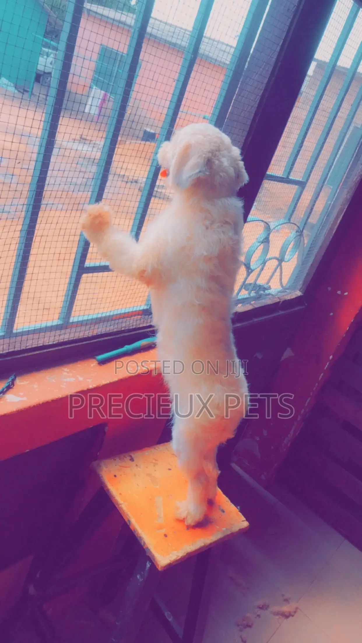 Miniature White Male Poodle for Crossing