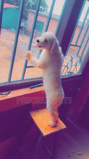 Miniature White Male Poodle for Crossing