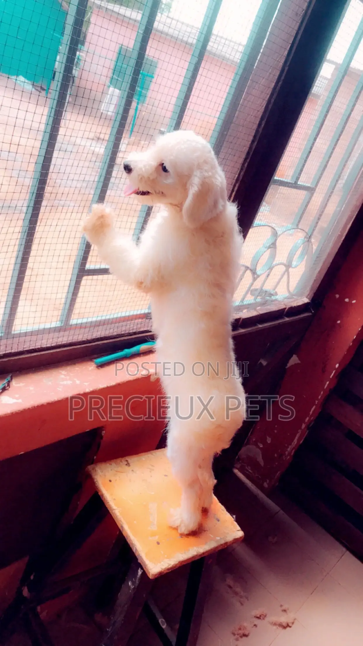 Miniature White Male Poodle for Crossing