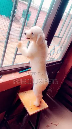 Miniature White Male Poodle for Crossing