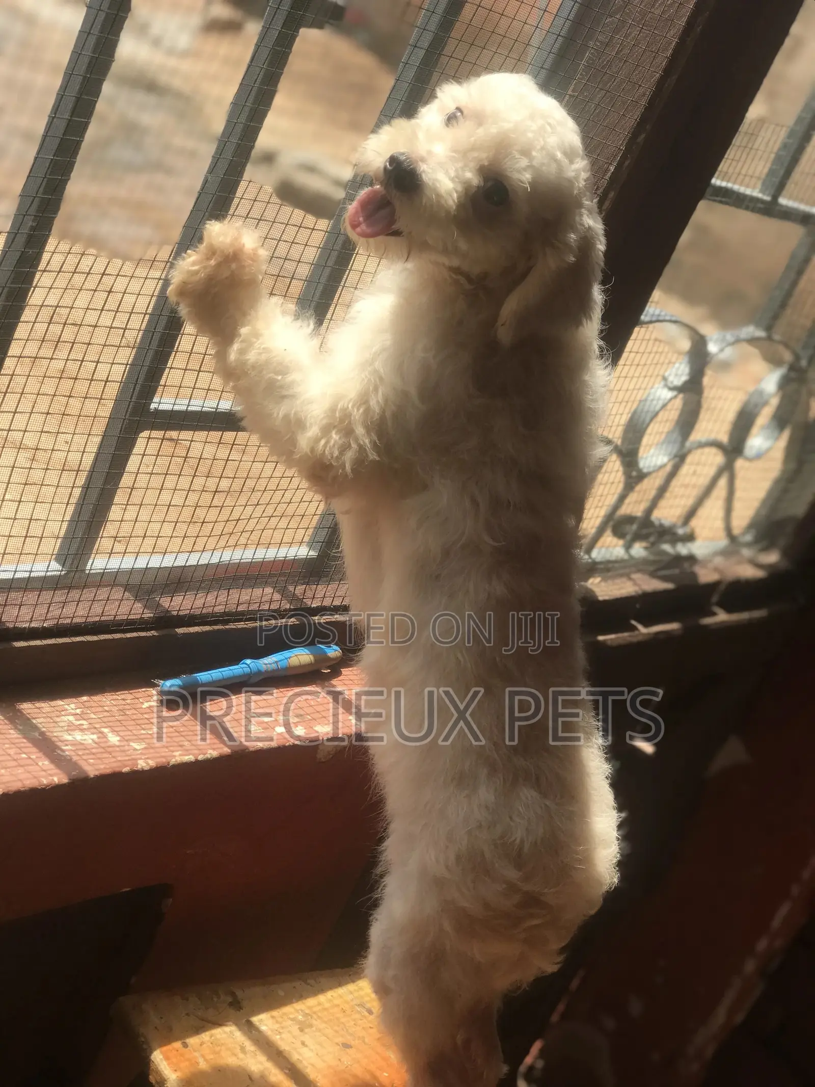 Miniature White Male Poodle for Crossing