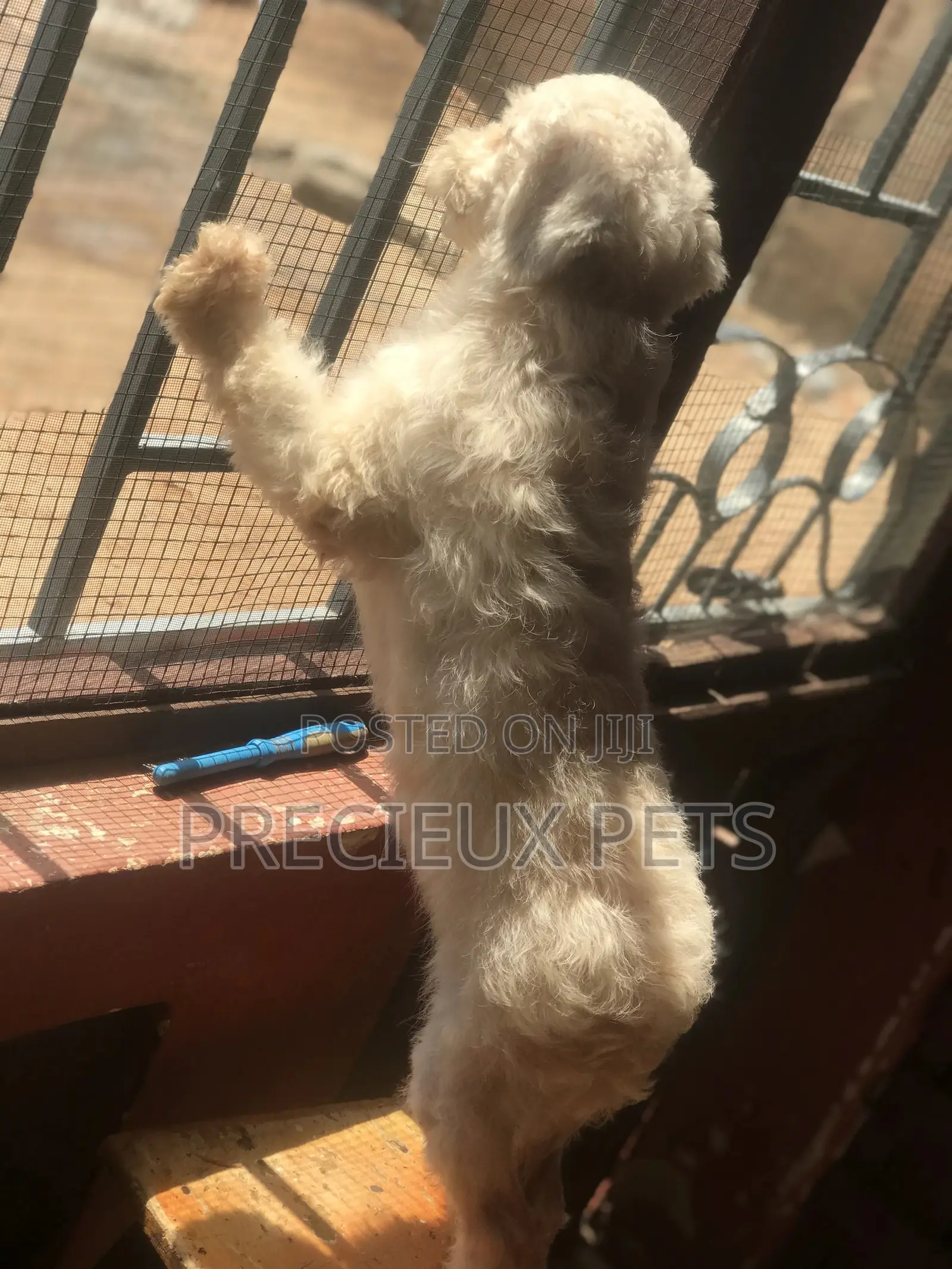 Miniature White Male Poodle for Crossing