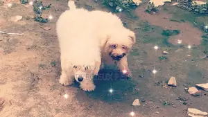 1+ year Male Purebred Maltese