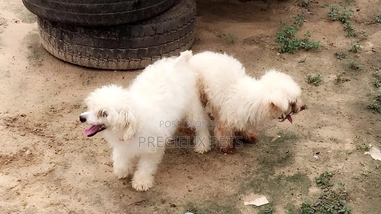 1+ year Male Purebred Maltese