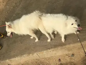 Crossing For American Eskimo #3- Vom Larry