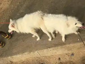 Crossing For American Eskimo #3- Vom Larry