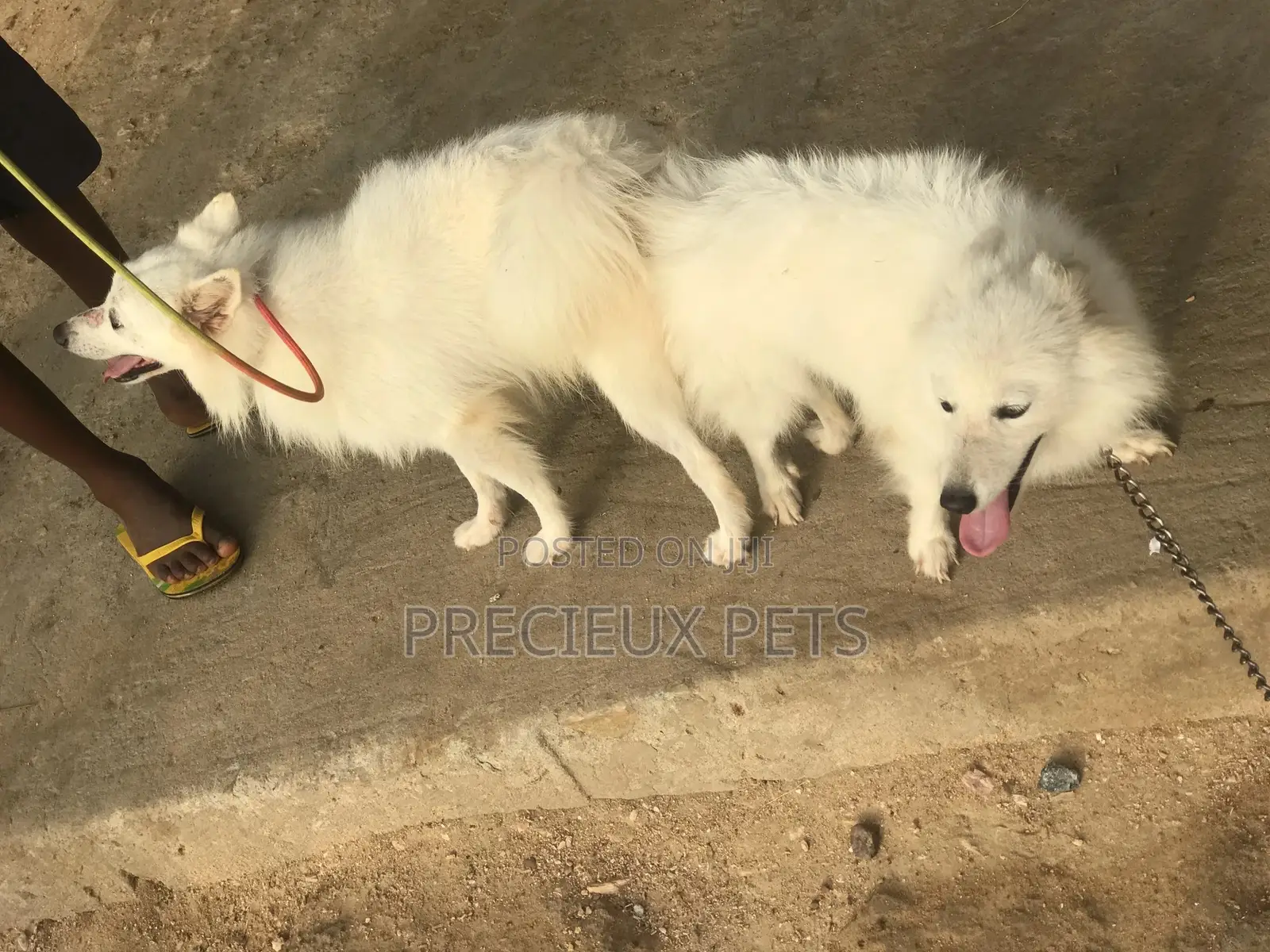 Crossing For American Eskimo #3- Vom Larry