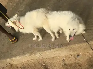 Crossing For American Eskimo #3- Vom Larry