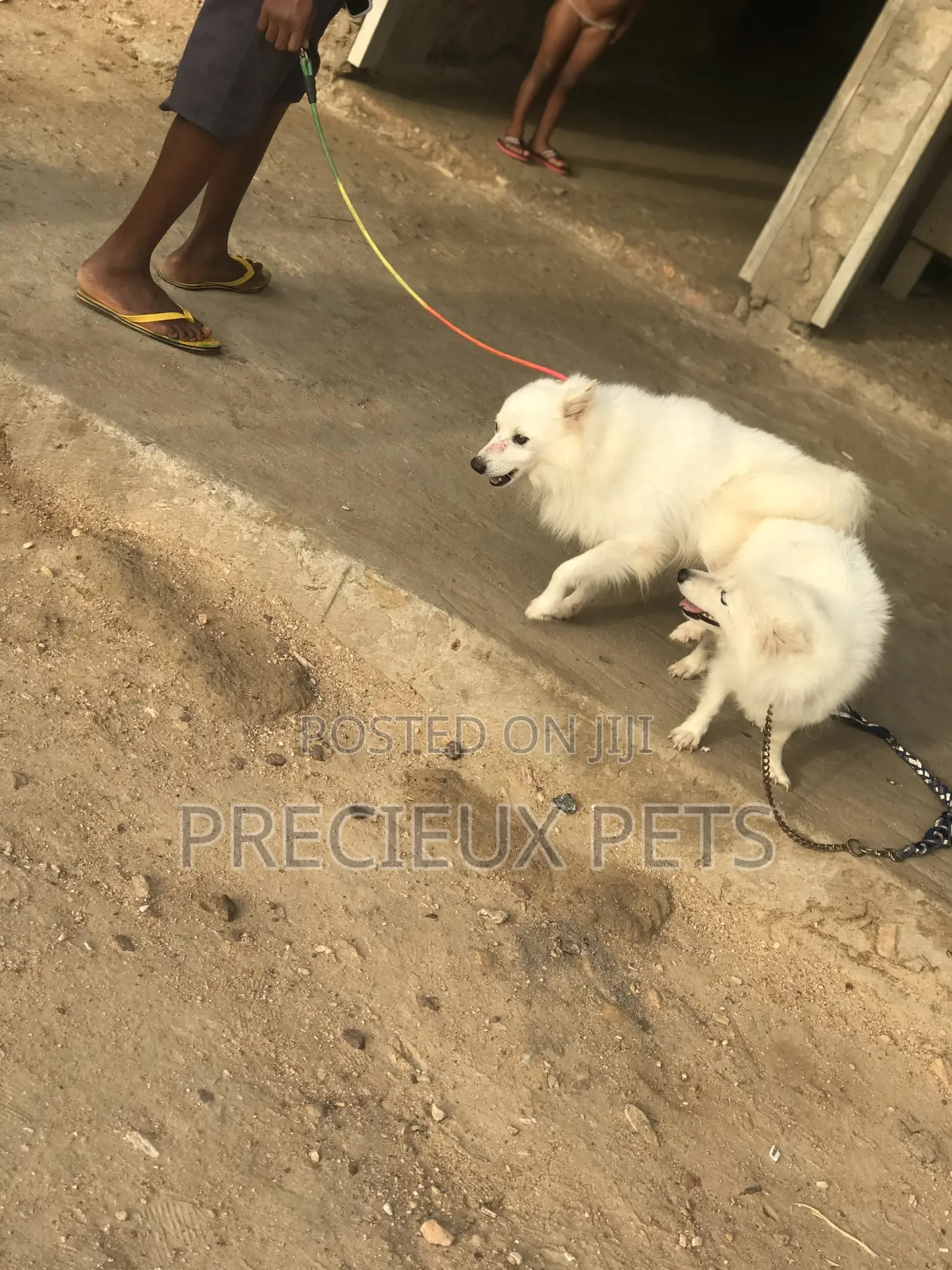 Crossing For American Eskimo #3- Vom Larry