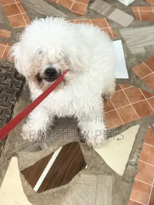 Grooming Appointment For TOY DOGS
