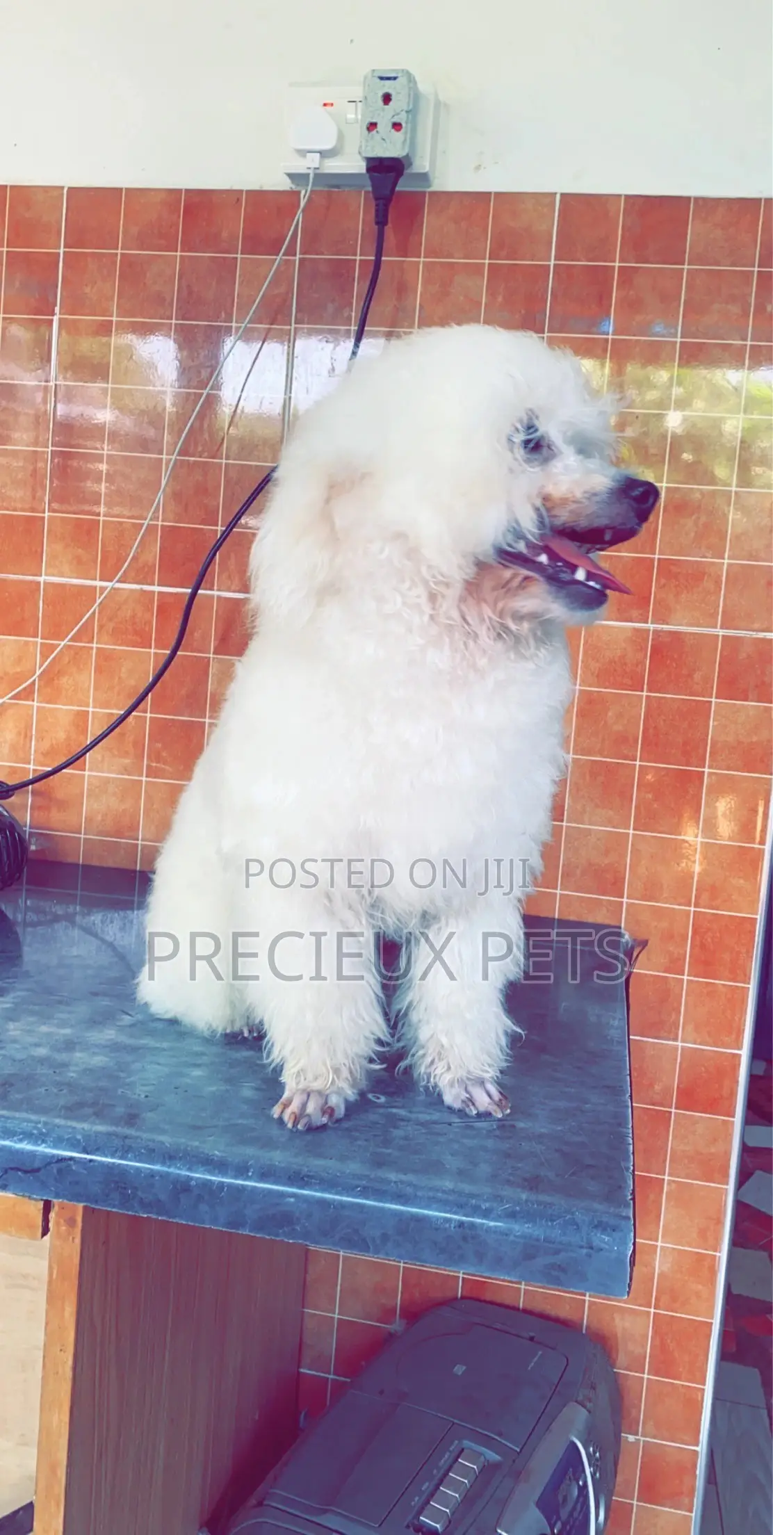 Grooming Appointment For TOY DOGS