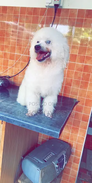Grooming Appointment For TOY DOGS