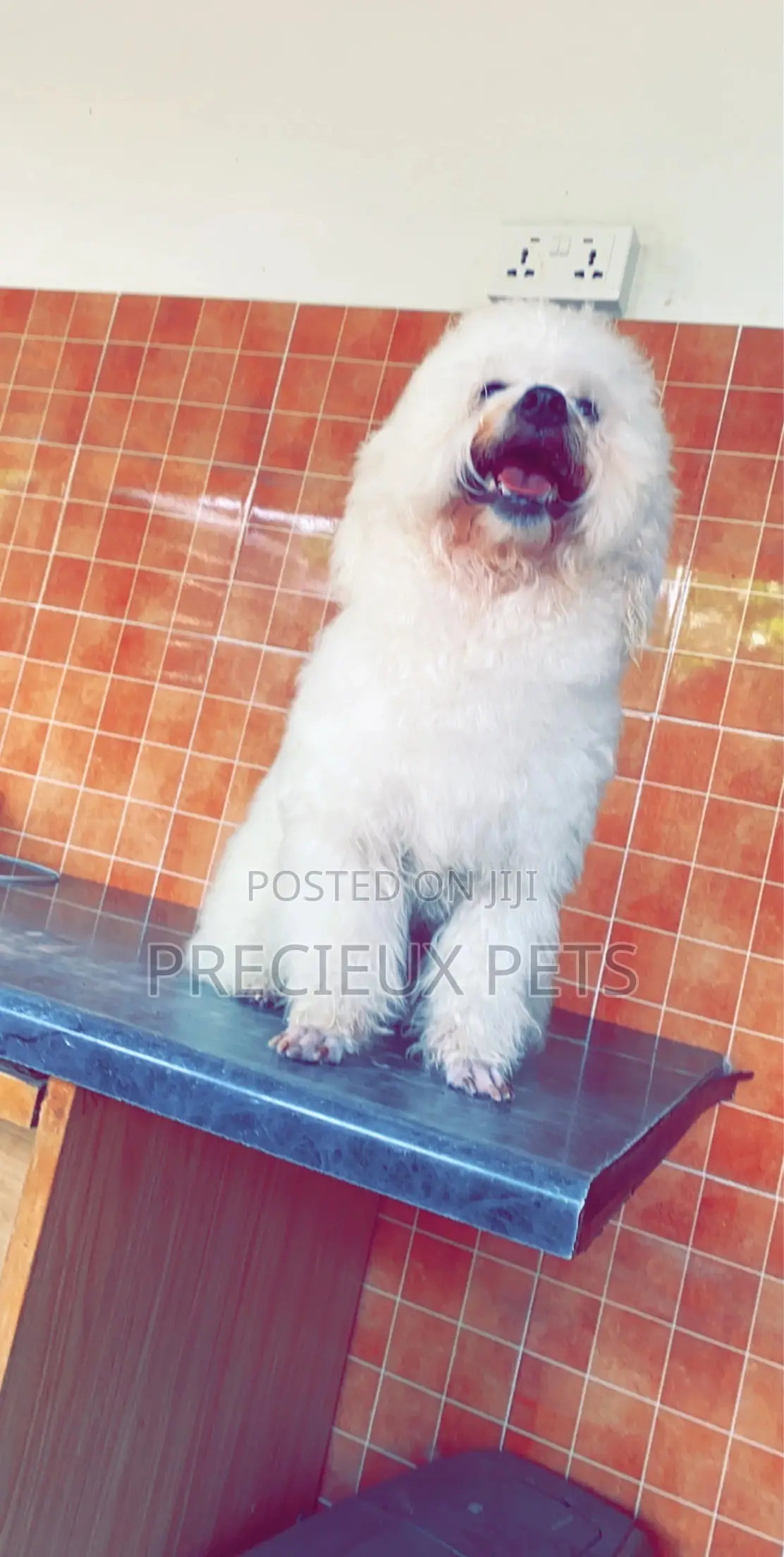Grooming Appointment For TOY DOGS