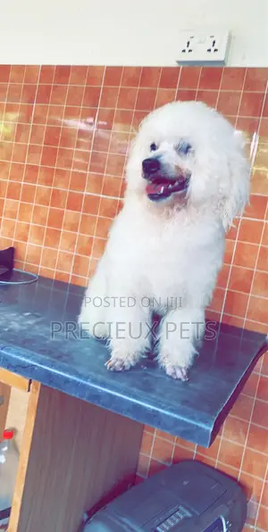 Grooming Appointment For TOY DOGS