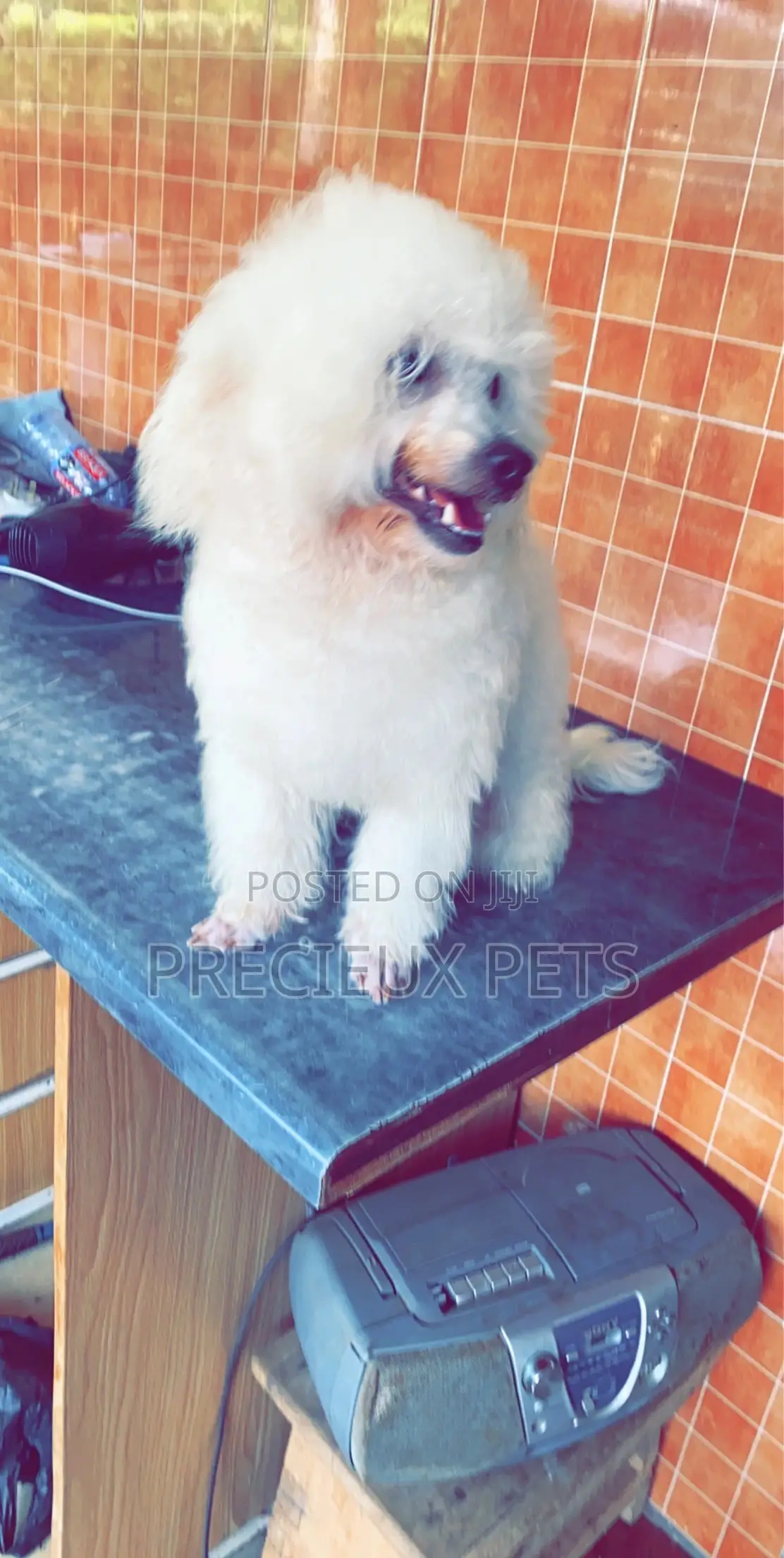 Grooming Appointment For TOY DOGS