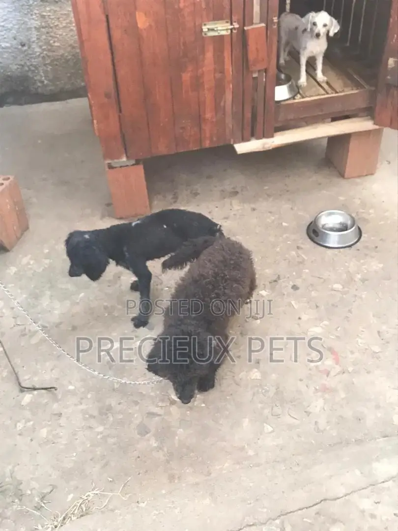 Stud Services Available For Black Poodle