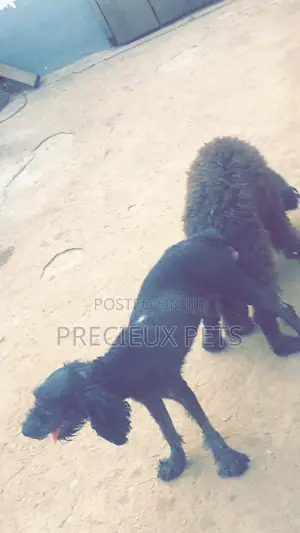 Stud Services Available For Black Poodle