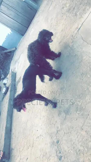 Stud Services Available For Black Poodle