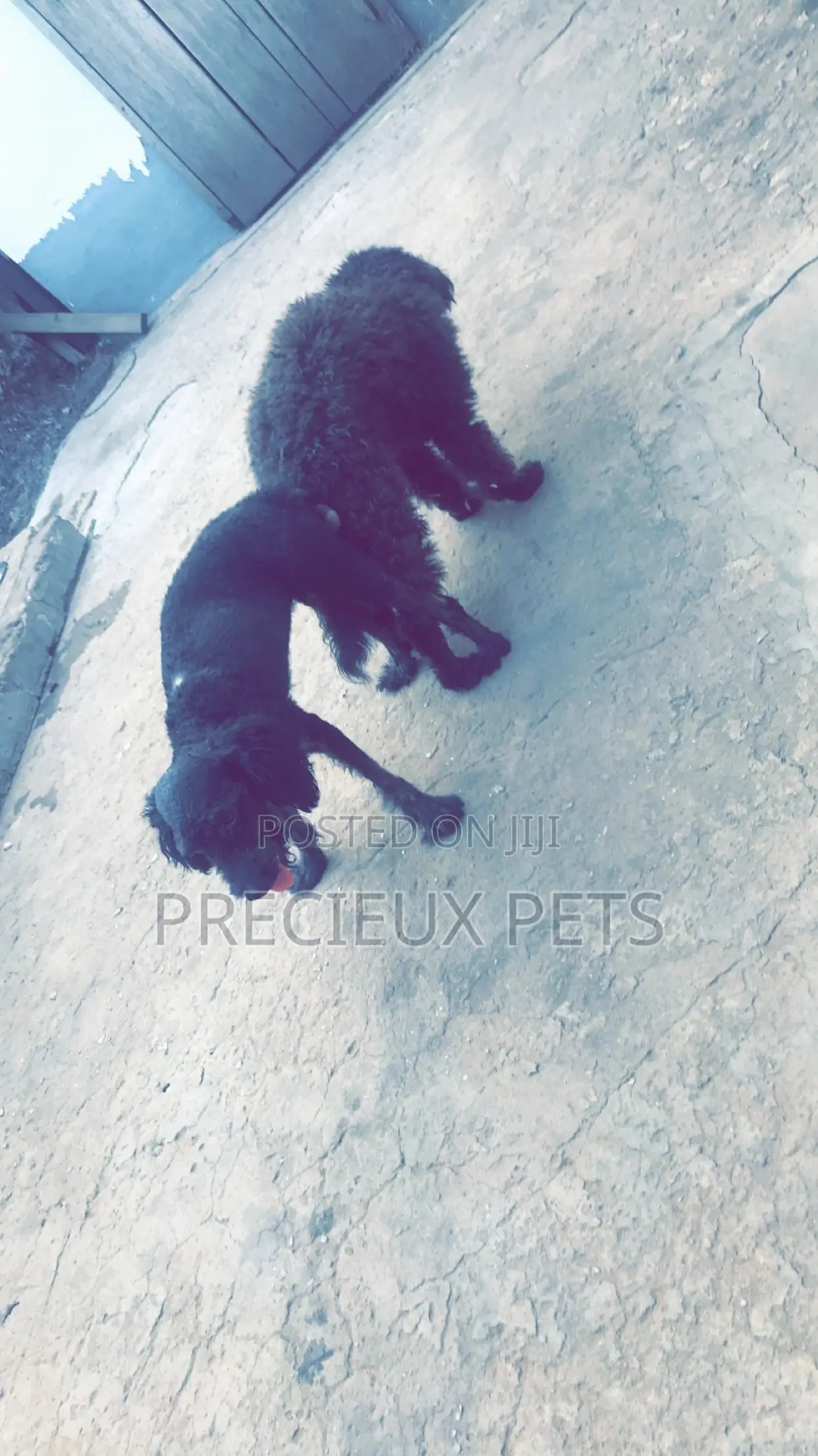 Stud Services Available For Black Poodle
