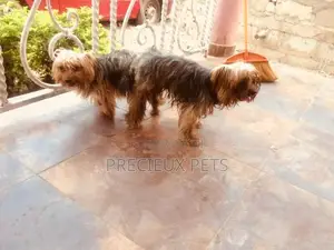 Stud Services Available For Yorkies
