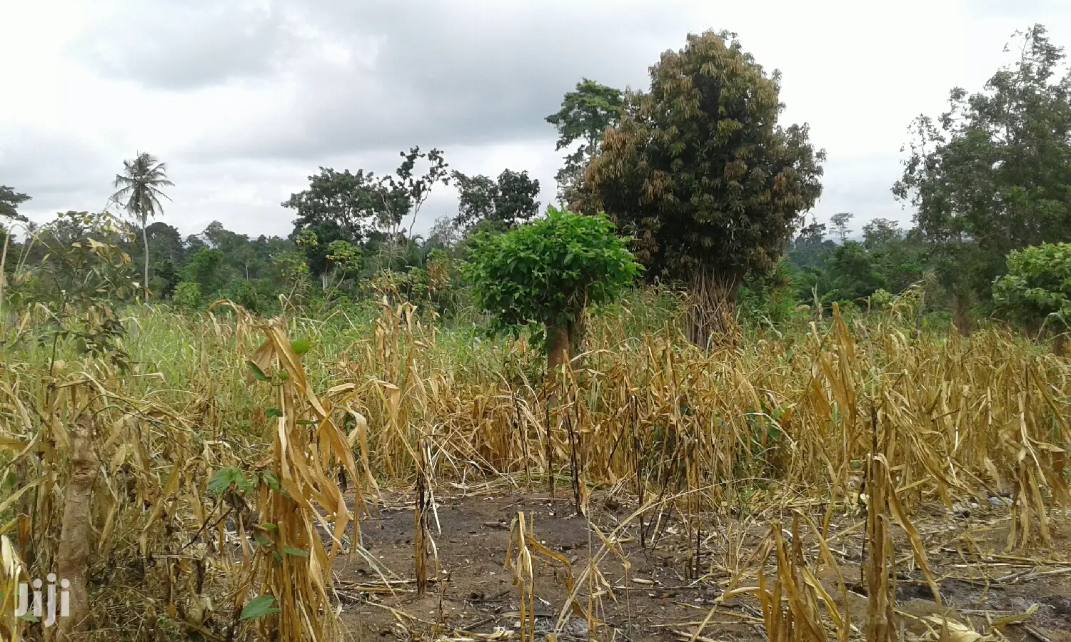 Farmlands,Residential Lands and Cocoa Farmlands