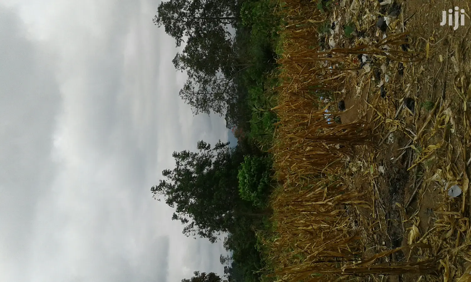 Farmlands,Residential Lands and Cocoa Farmlands