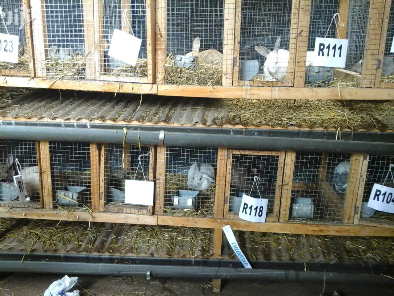 Top Quality Rabbits