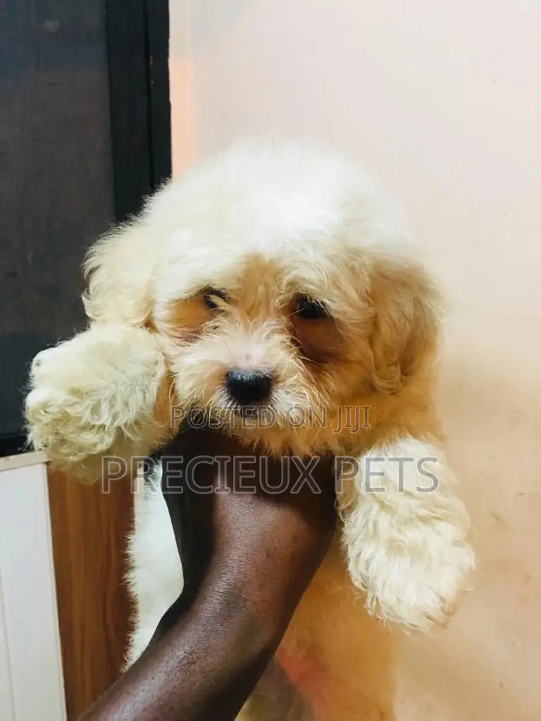 Baby Male Purebred Poodle