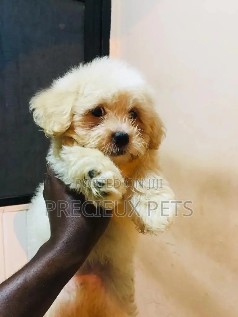 Baby Male Purebred Poodle
