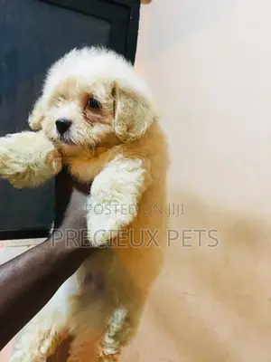 Baby Male Purebred Poodle
