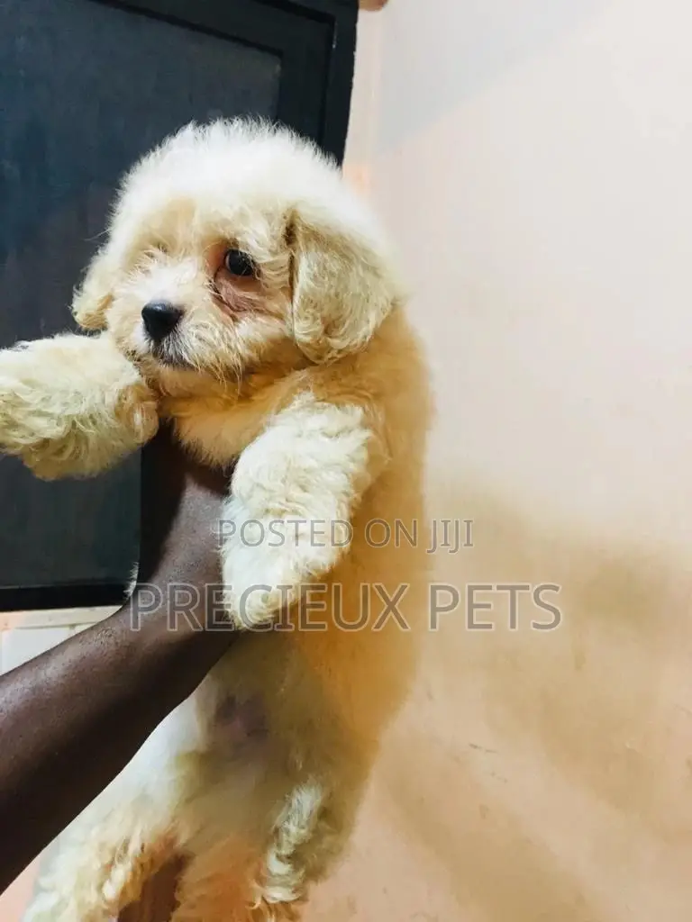 Baby Male Purebred Poodle