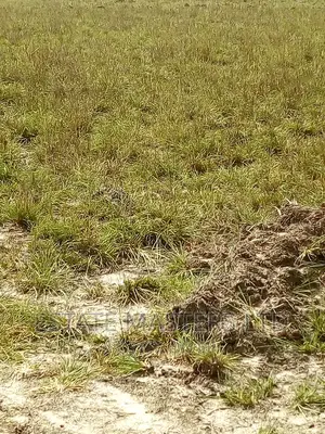 Water Logged Free Land