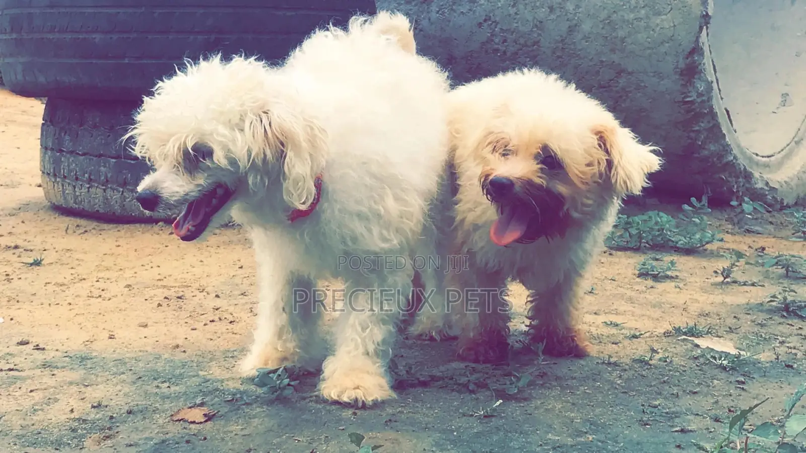 1+ year Male Purebred Maltese