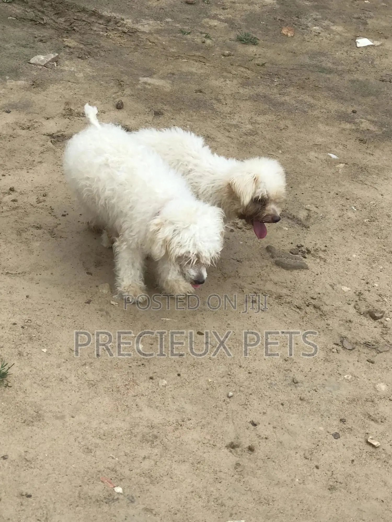1+ year Male Purebred Maltese