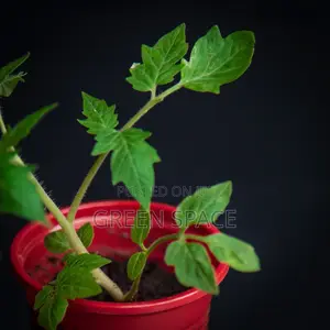 Tomato Seedlings