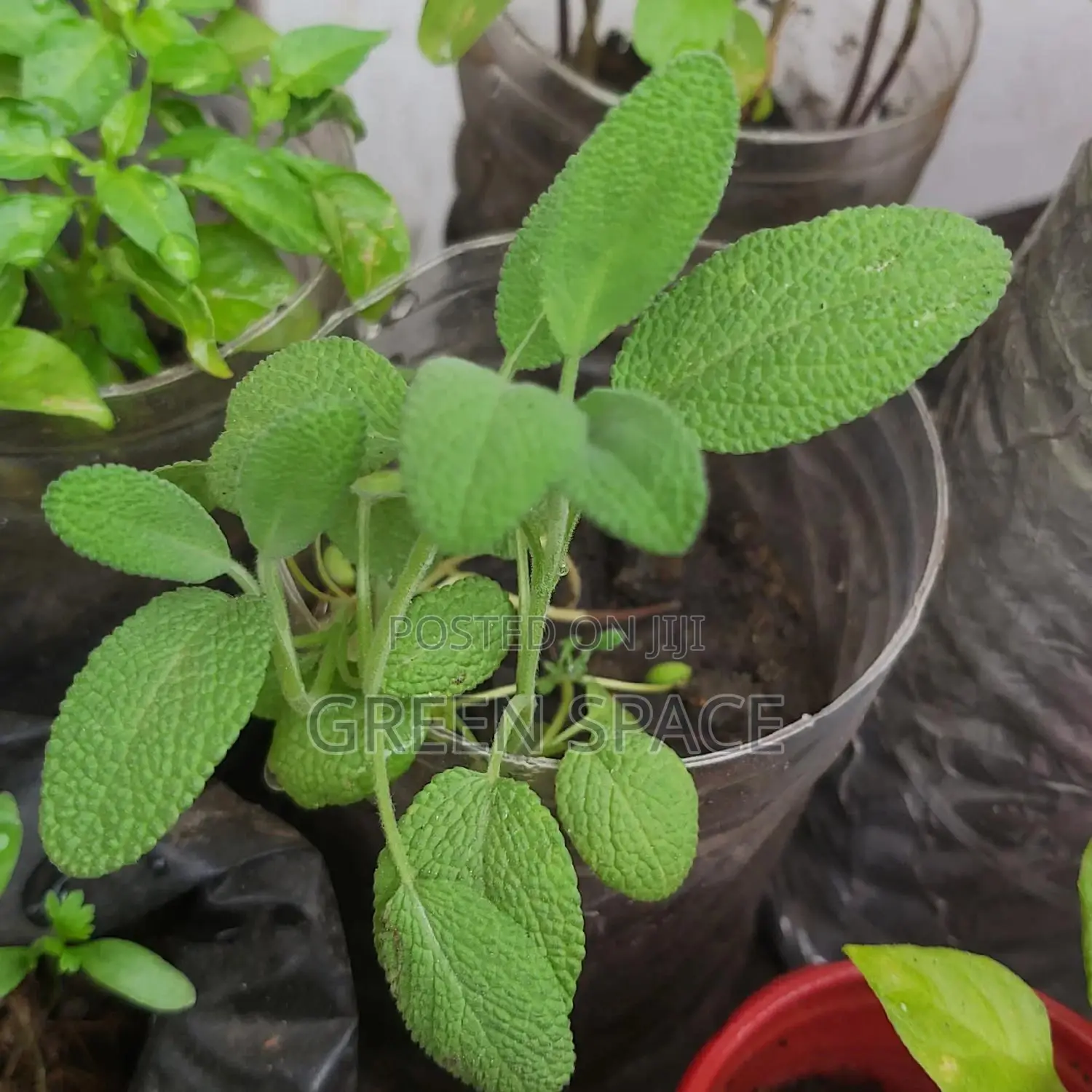 Sage Seedlings