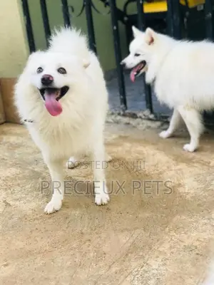 Crossing Male Purebred American Eskimo #2