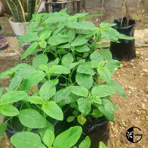 Amaranth Seedlings