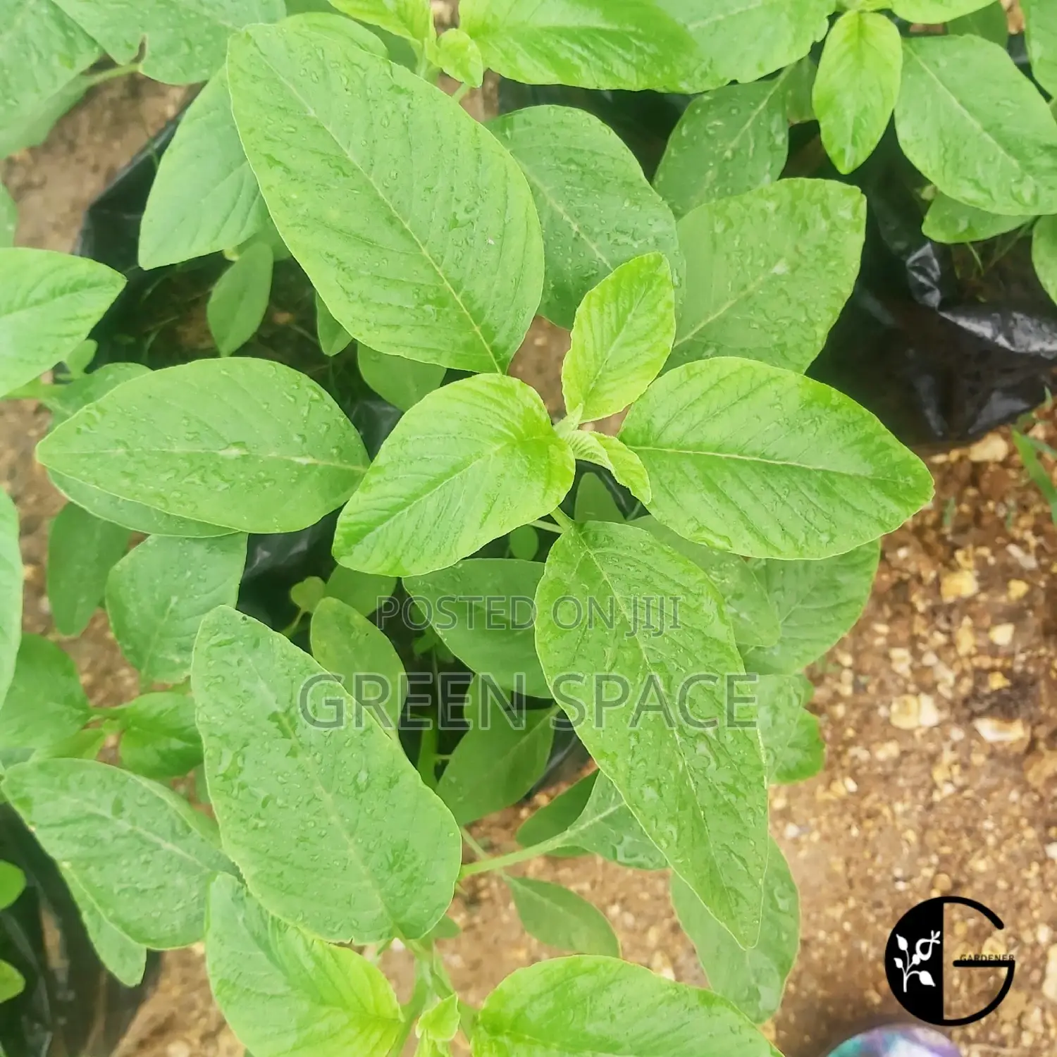 Amaranth Seedlings