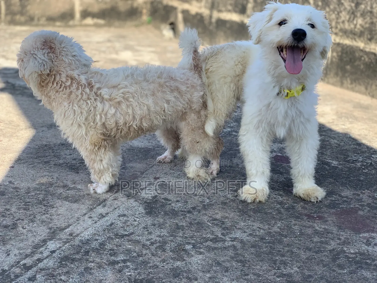 Mating / Crossing / Stud Services Toy Dogs