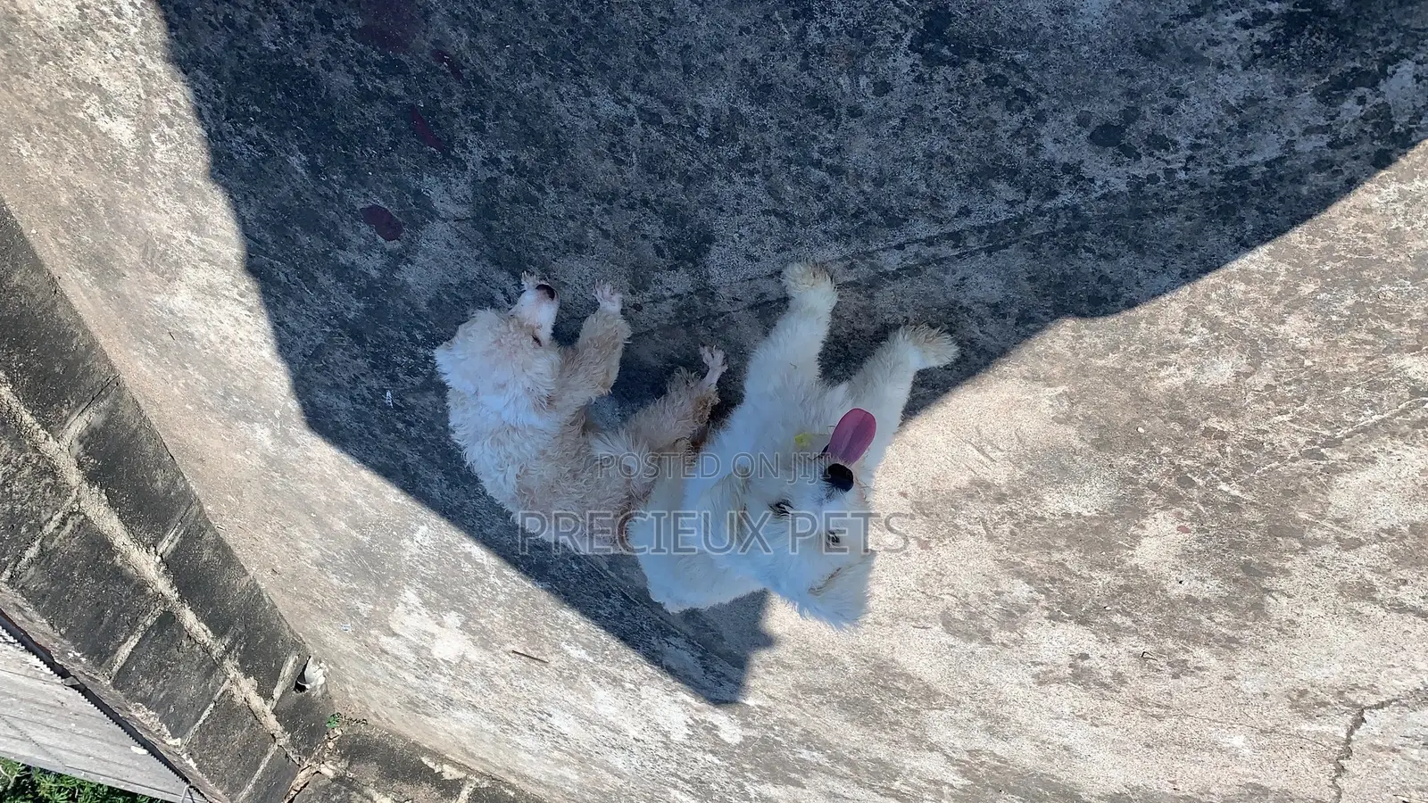 Mating / Crossing / Stud Services Toy Dogs