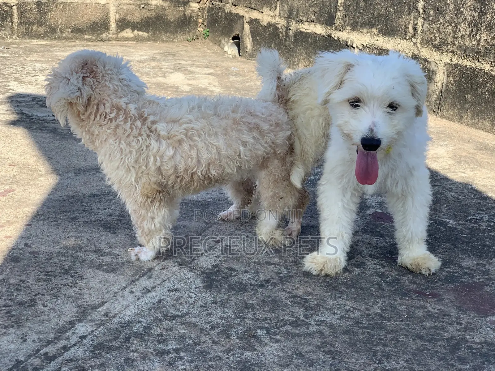 Mating / Crossing / Stud Services Toy Dogs
