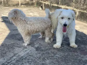 Mating / Crossing / Stud Services Toy Dogs
