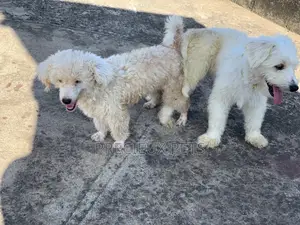 Mating / Crossing / Stud Services Toy Dogs