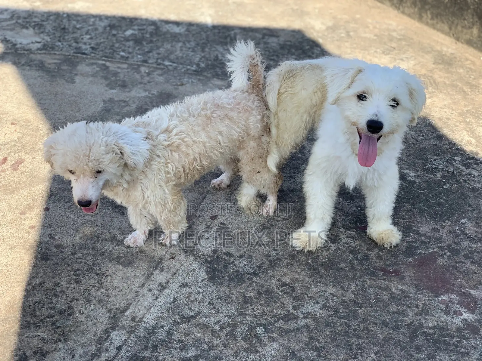 Mating / Crossing / Stud Services Toy Dogs